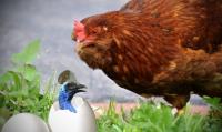 Poulet Surprise